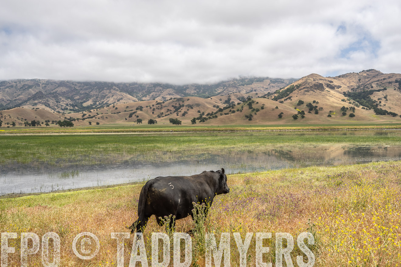 TMyers_SanBenitoRanch_CA_May2023-521139