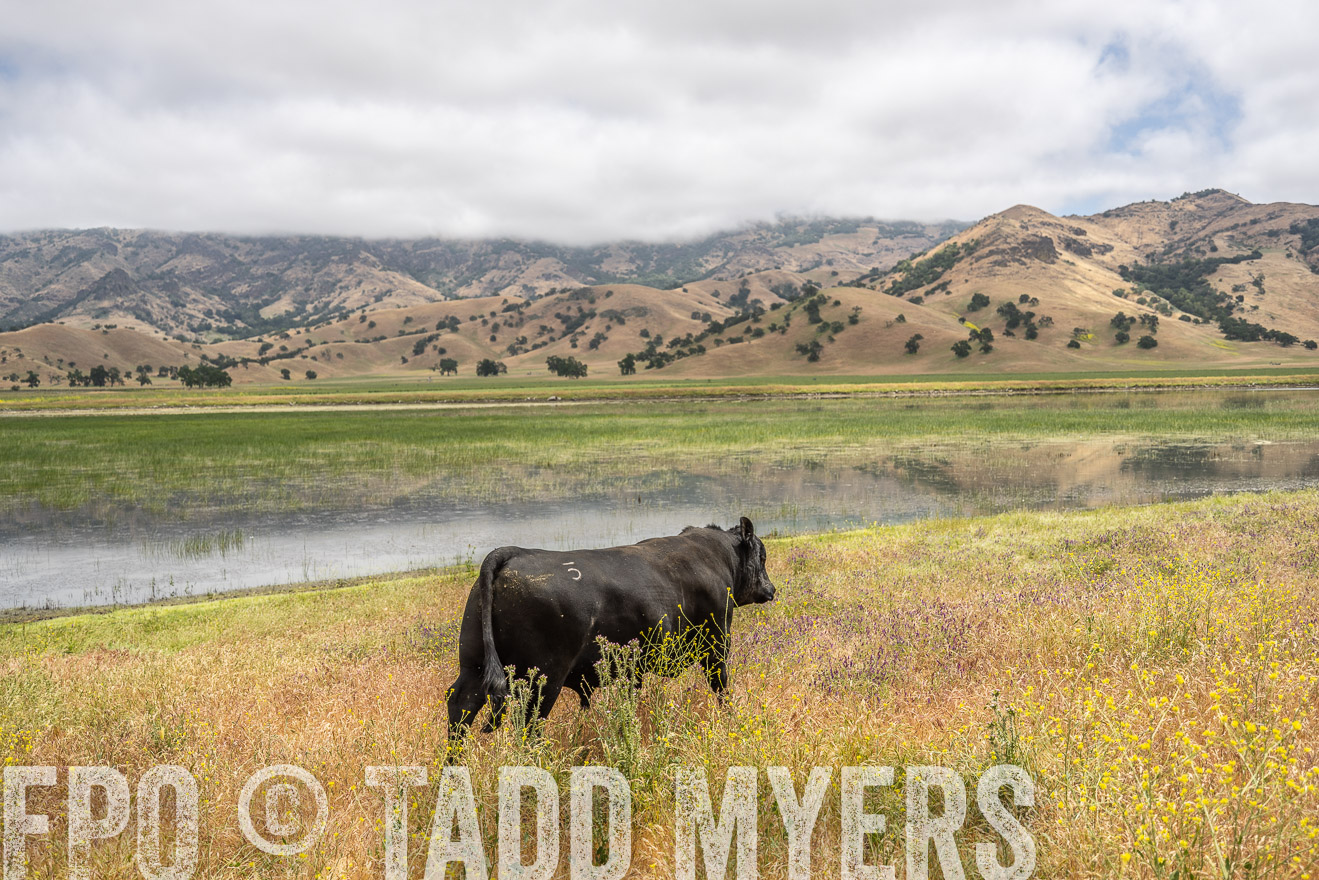 TMyers_SanBenitoRanch_CA_May2023-521140