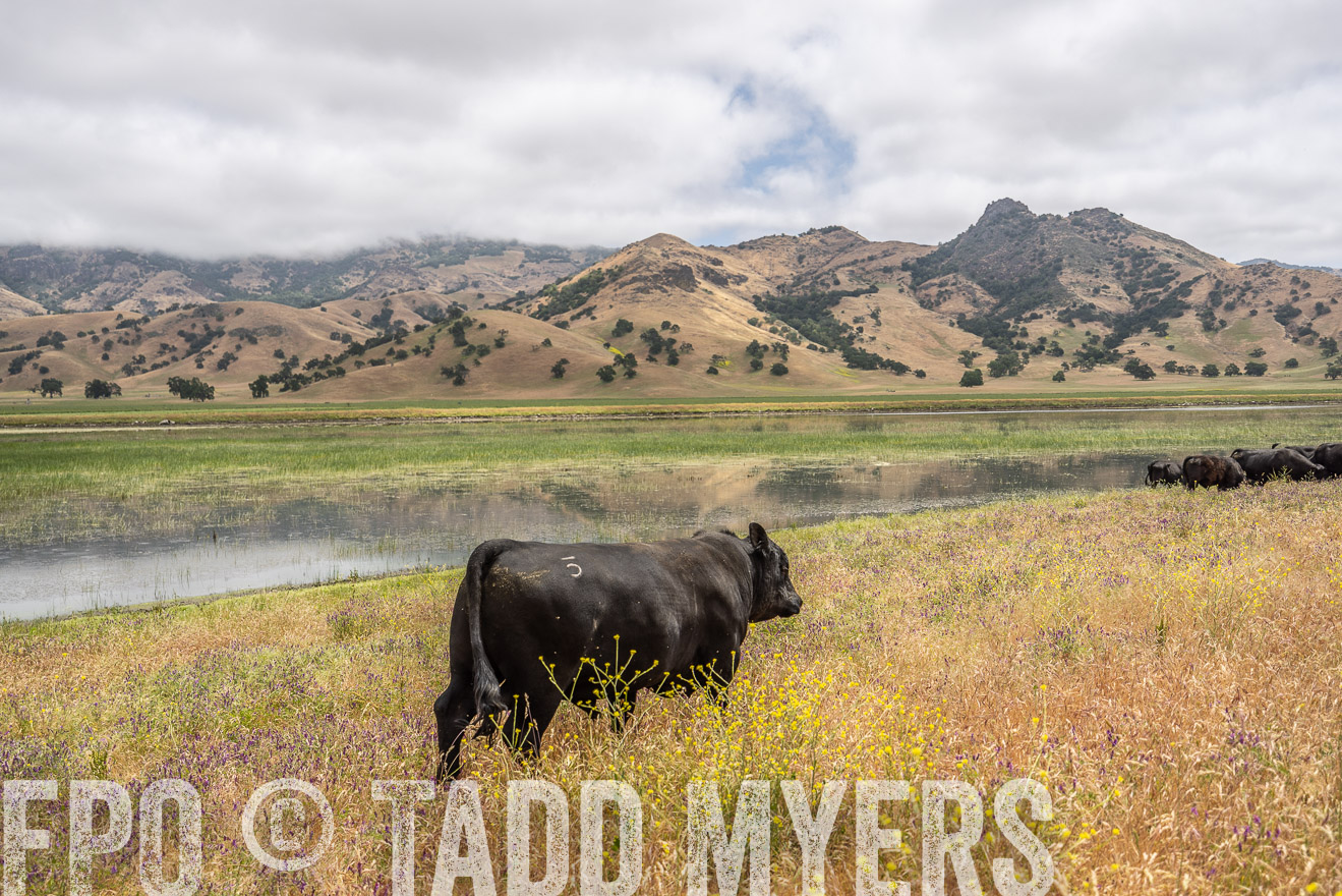 TMyers_SanBenitoRanch_CA_May2023-521144