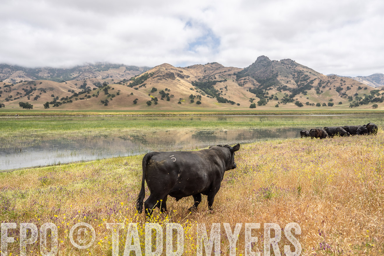 TMyers_SanBenitoRanch_CA_May2023-521147