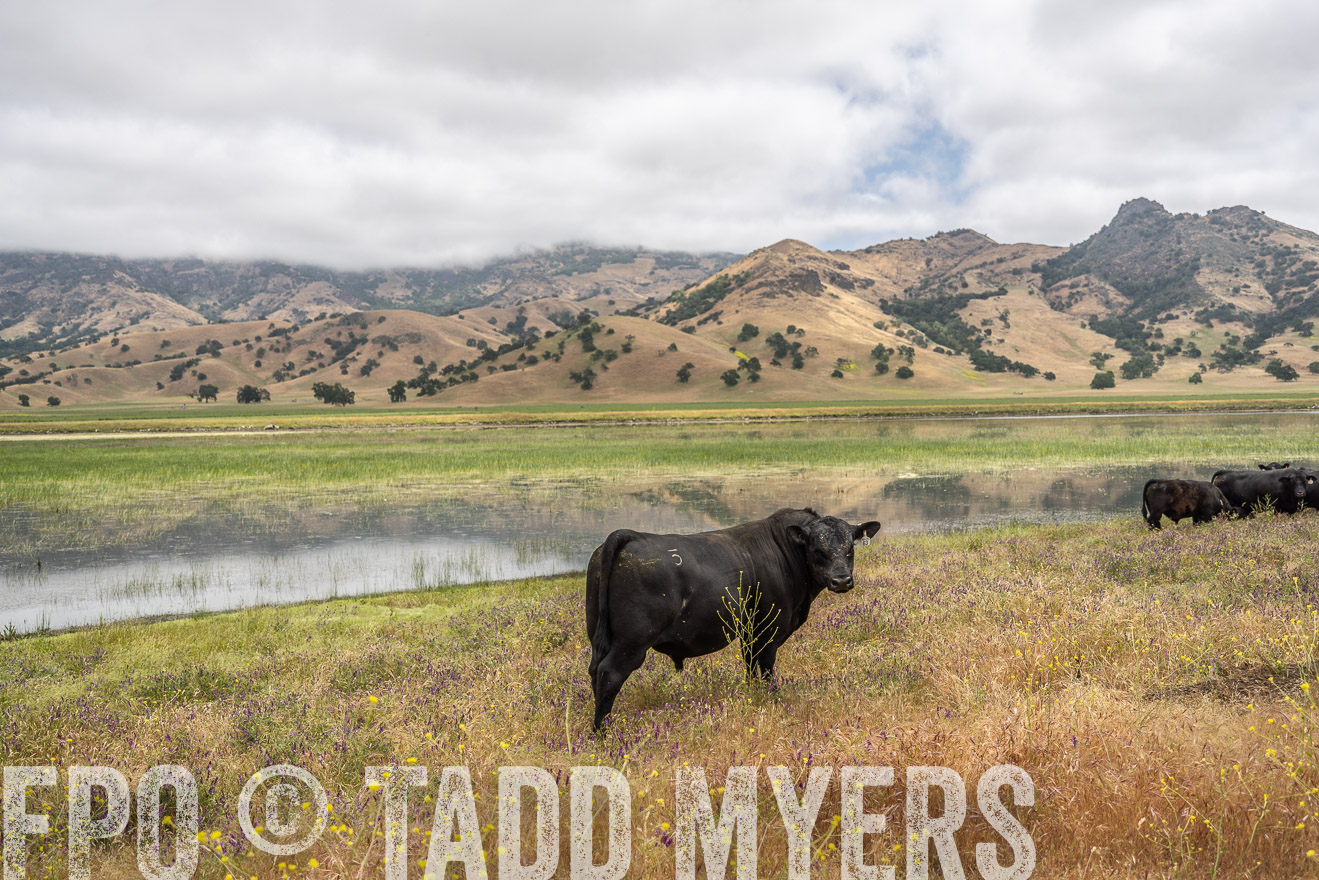 TMyers_SanBenitoRanch_CA_May2023-521159