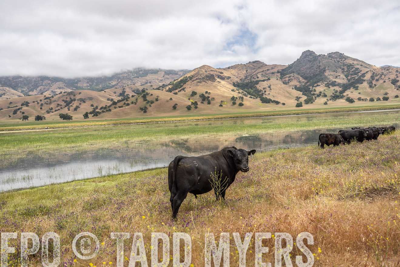 TMyers_SanBenitoRanch_CA_May2023-521160