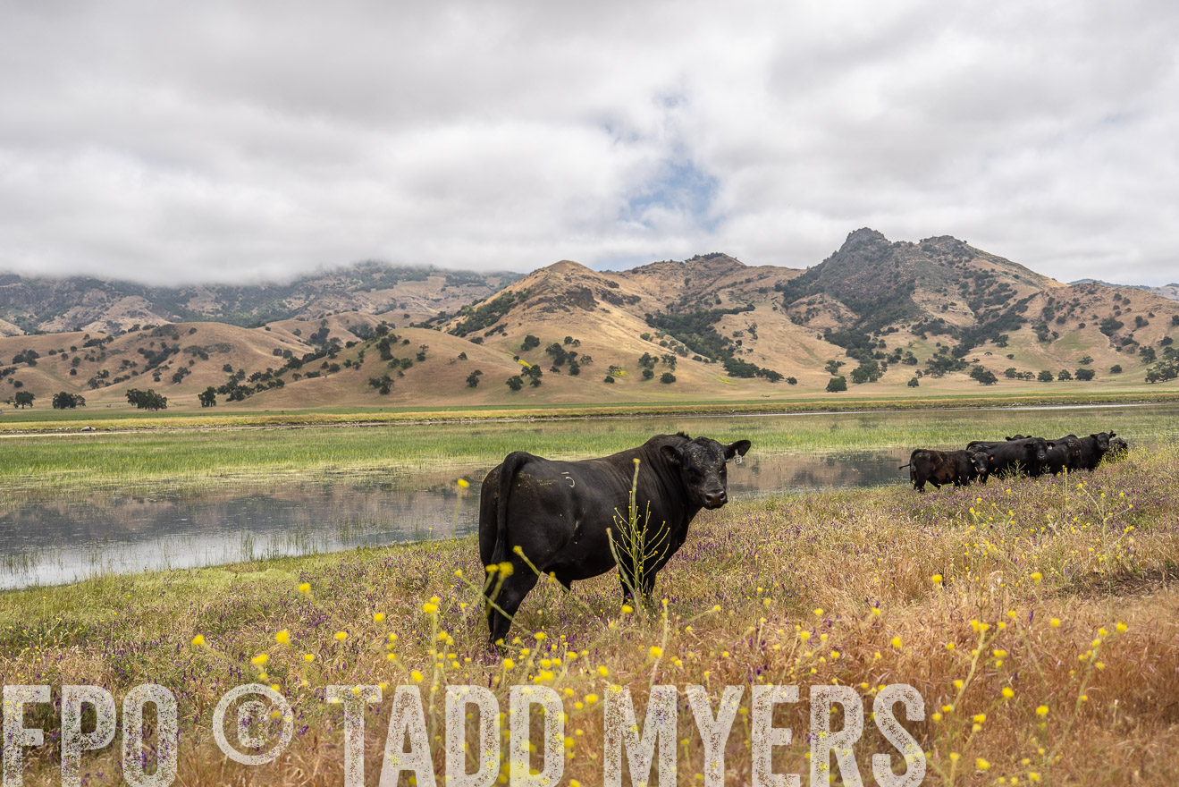 TMyers_SanBenitoRanch_CA_May2023-521166