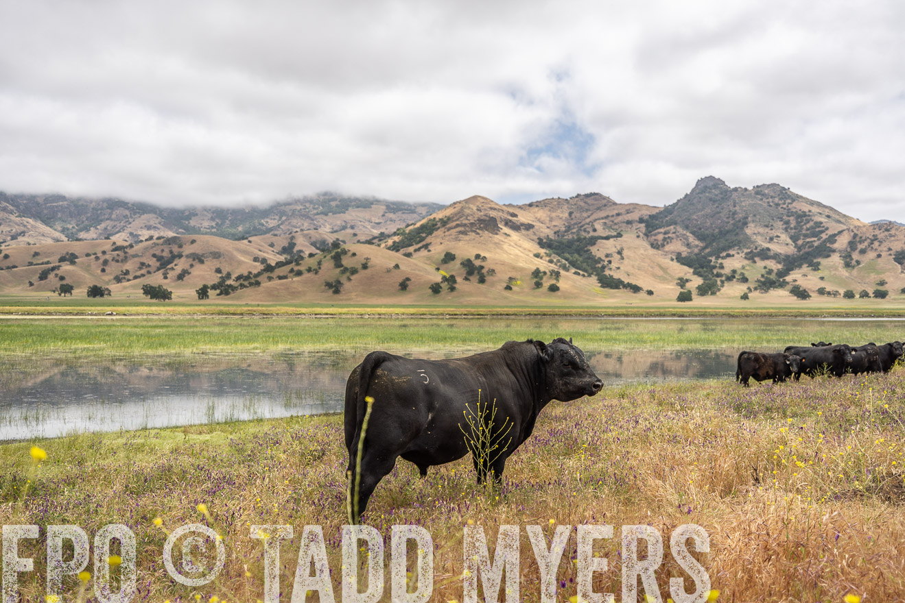 TMyers_SanBenitoRanch_CA_May2023-521169