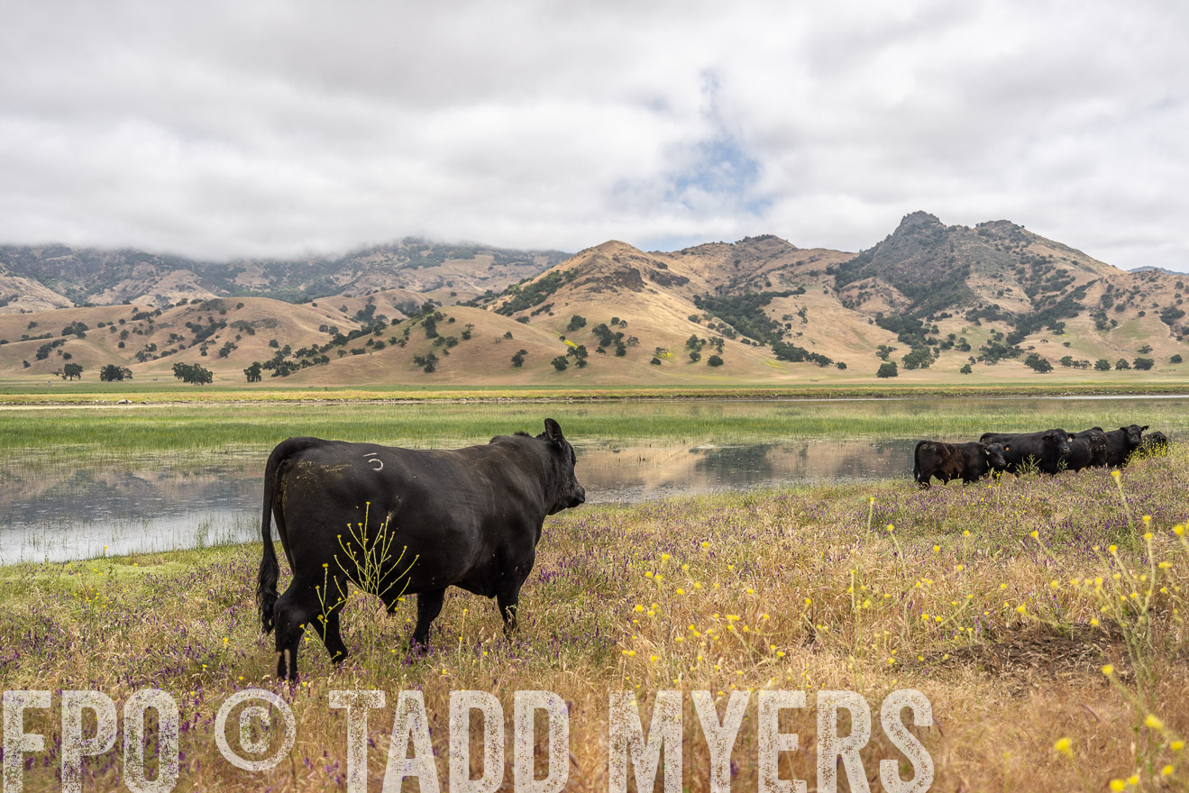 TMyers_SanBenitoRanch_CA_May2023-521171