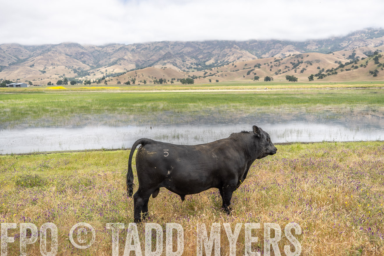 TMyers_SanBenitoRanch_CA_May2023-521176