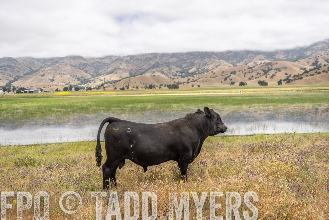 TMyers_SanBenitoRanch_CA_May2023-521178
