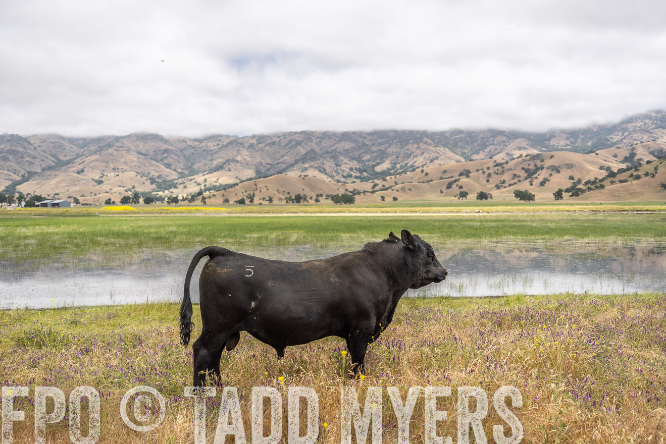 TMyers_SanBenitoRanch_CA_May2023-521181