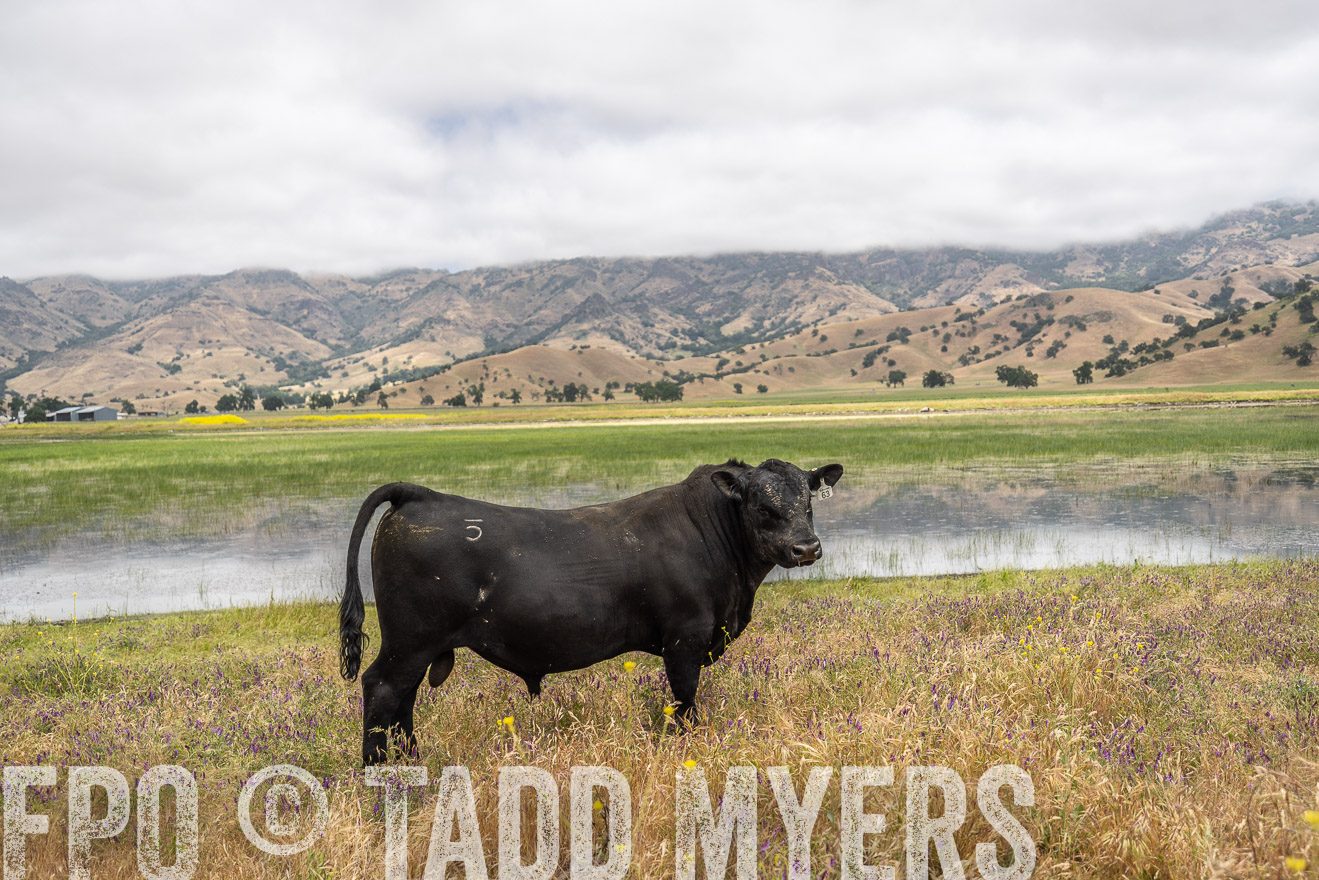 TMyers_SanBenitoRanch_CA_May2023-521183