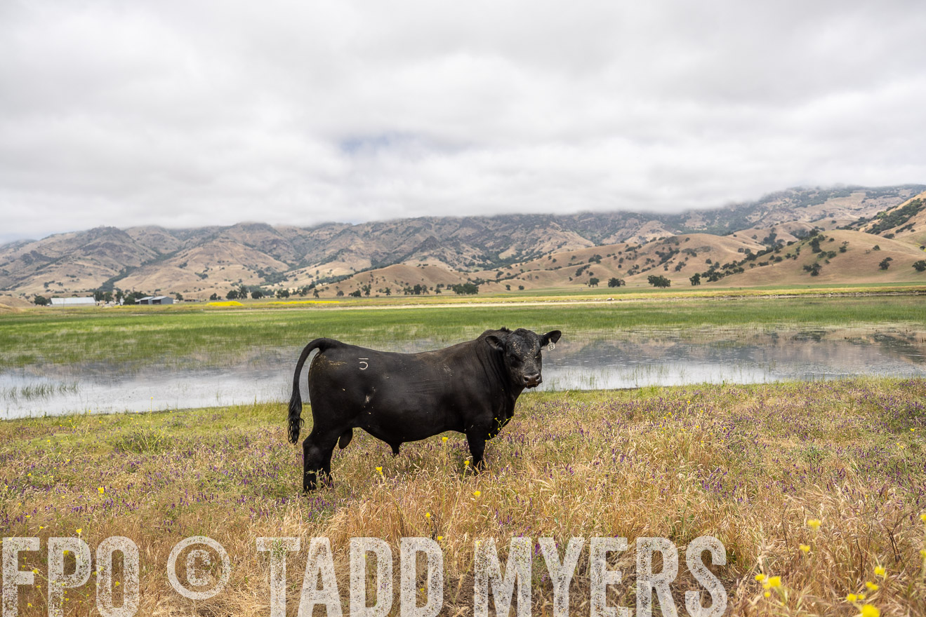 TMyers_SanBenitoRanch_CA_May2023-521187