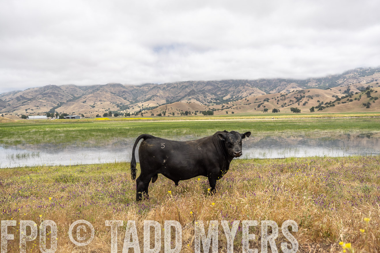 TMyers_SanBenitoRanch_CA_May2023-521190