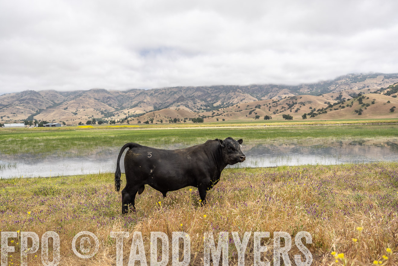 TMyers_SanBenitoRanch_CA_May2023-521193