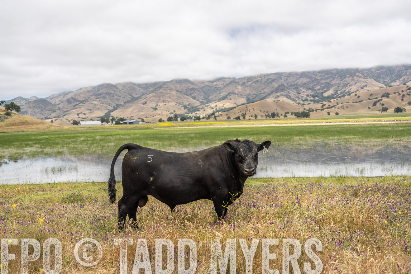 TMyers_SanBenitoRanch_CA_May2023-521200