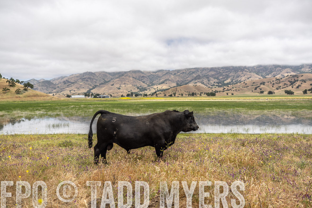 TMyers_SanBenitoRanch_CA_May2023-521207