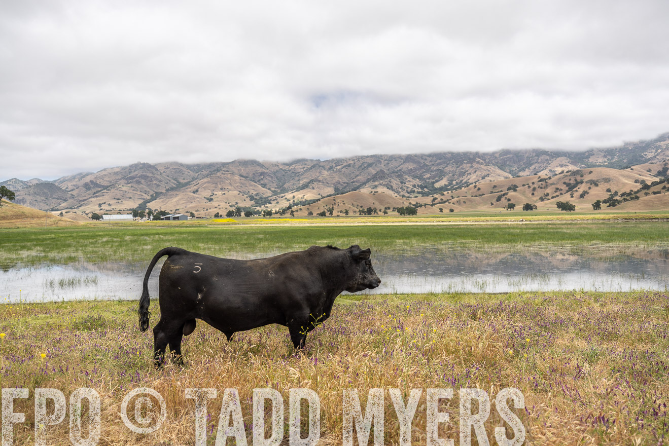 TMyers_SanBenitoRanch_CA_May2023-521211