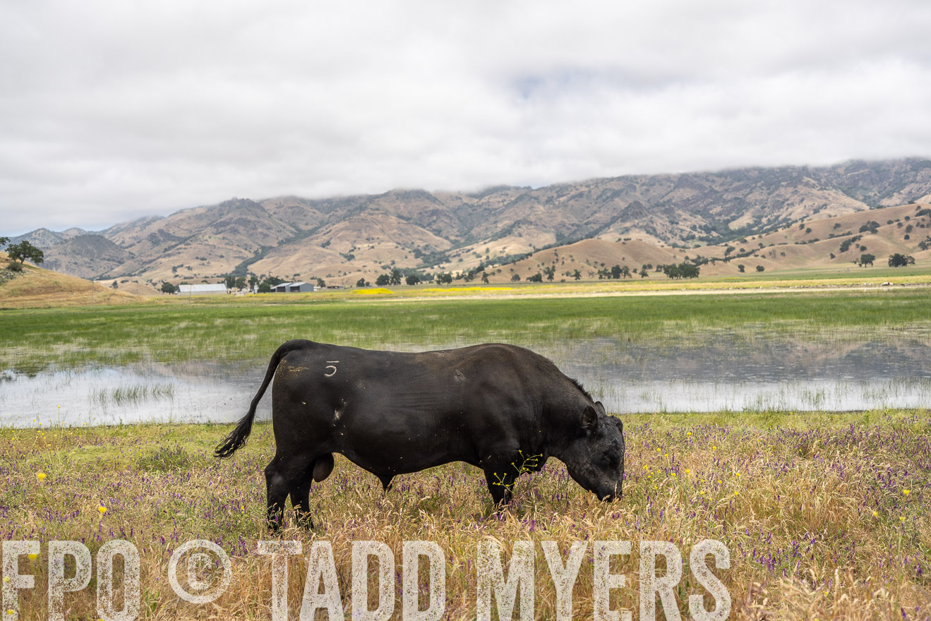 TMyers_SanBenitoRanch_CA_May2023-521213