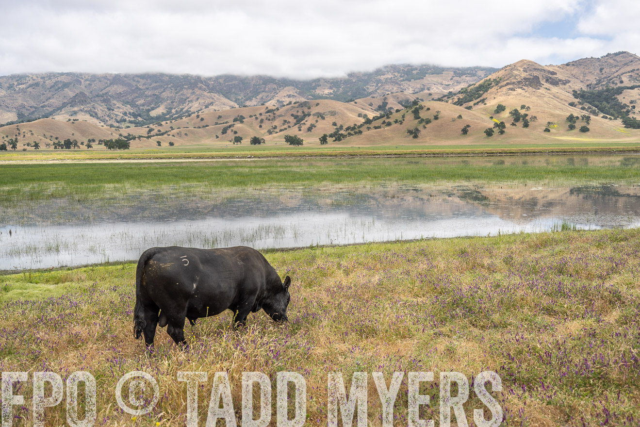 TMyers_SanBenitoRanch_CA_May2023-521216
