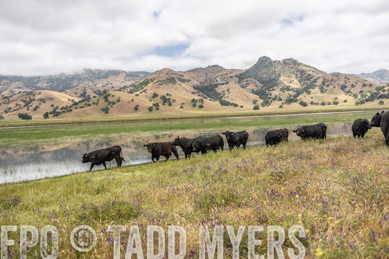 TMyers_SanBenitoRanch_CA_May2023-521225