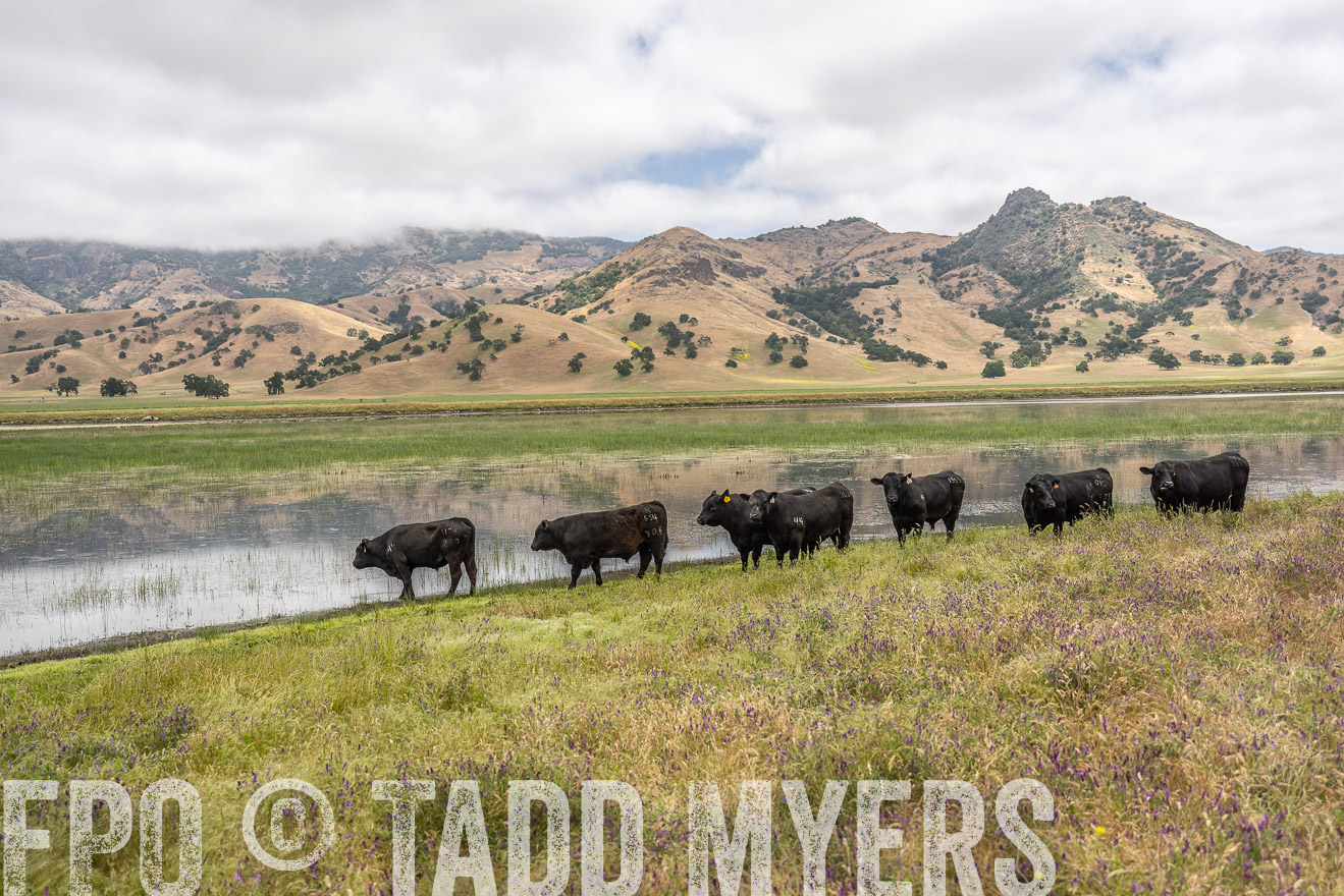 TMyers_SanBenitoRanch_CA_May2023-521236