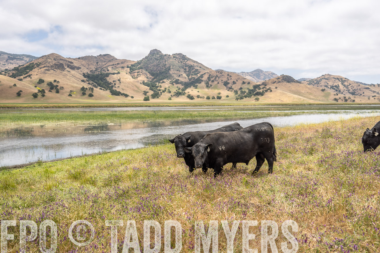 TMyers_SanBenitoRanch_CA_May2023-521252