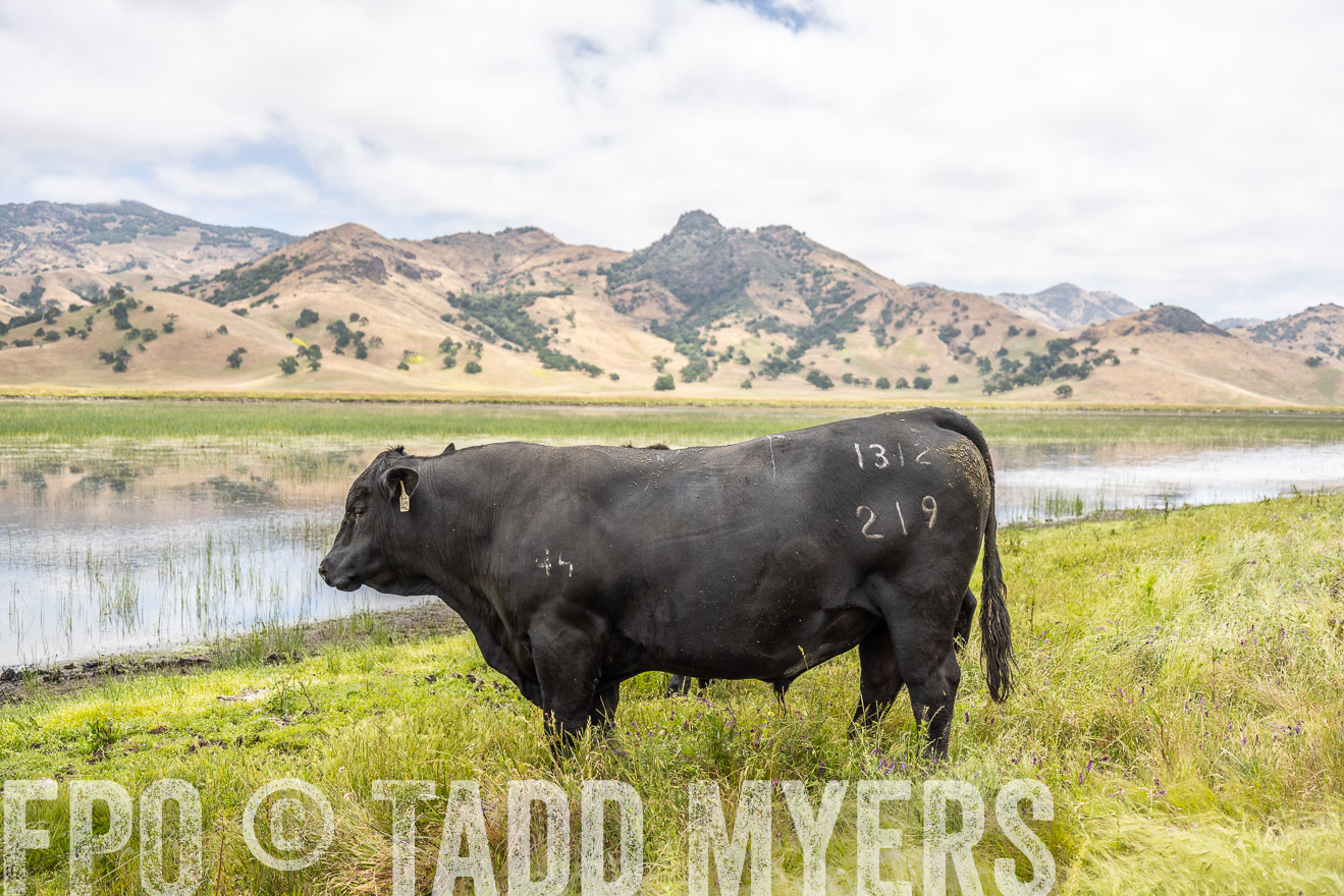 TMyers_SanBenitoRanch_CA_May2023-521300