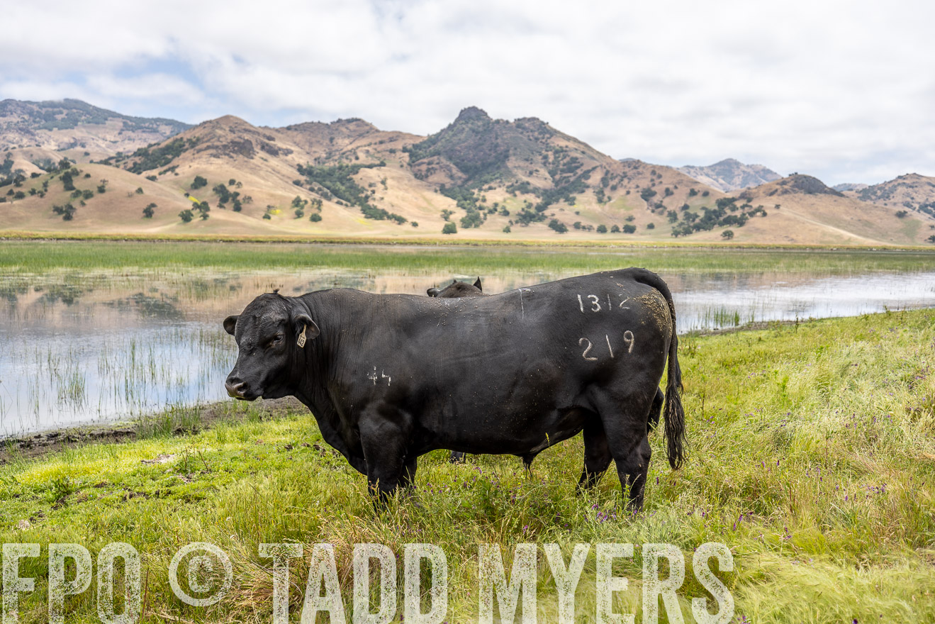 TMyers_SanBenitoRanch_CA_May2023-521304