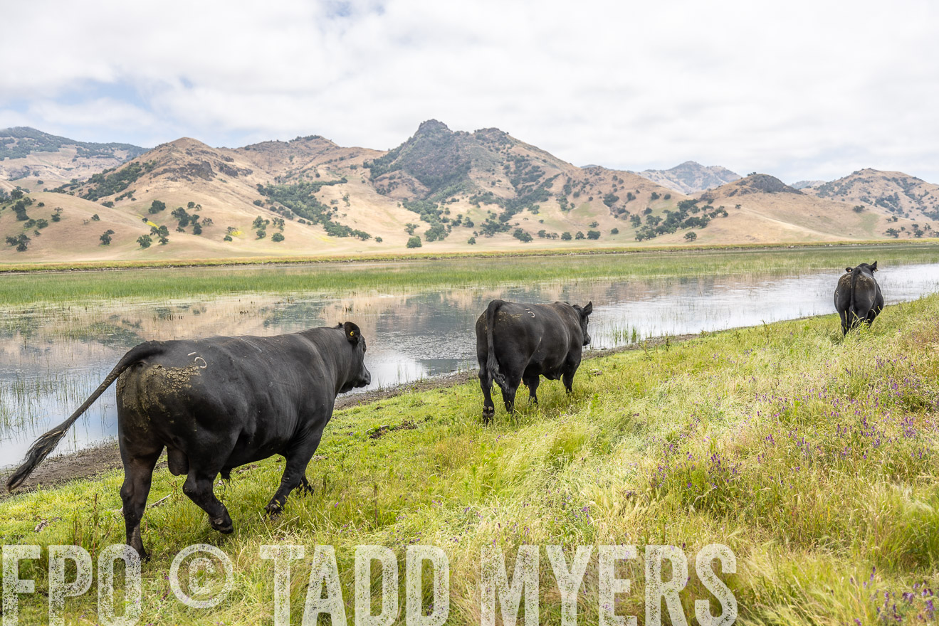 TMyers_SanBenitoRanch_CA_May2023-521312