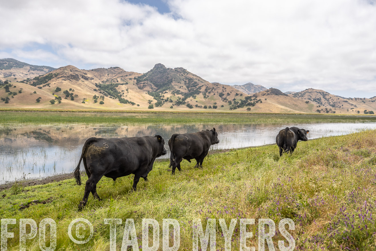 TMyers_SanBenitoRanch_CA_May2023-521320