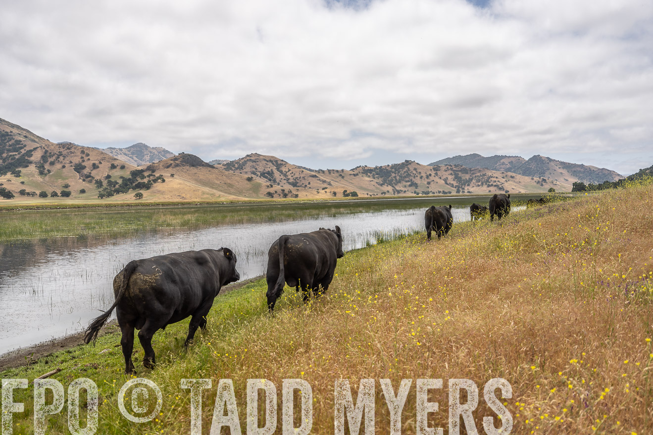 TMyers_SanBenitoRanch_CA_May2023-521339