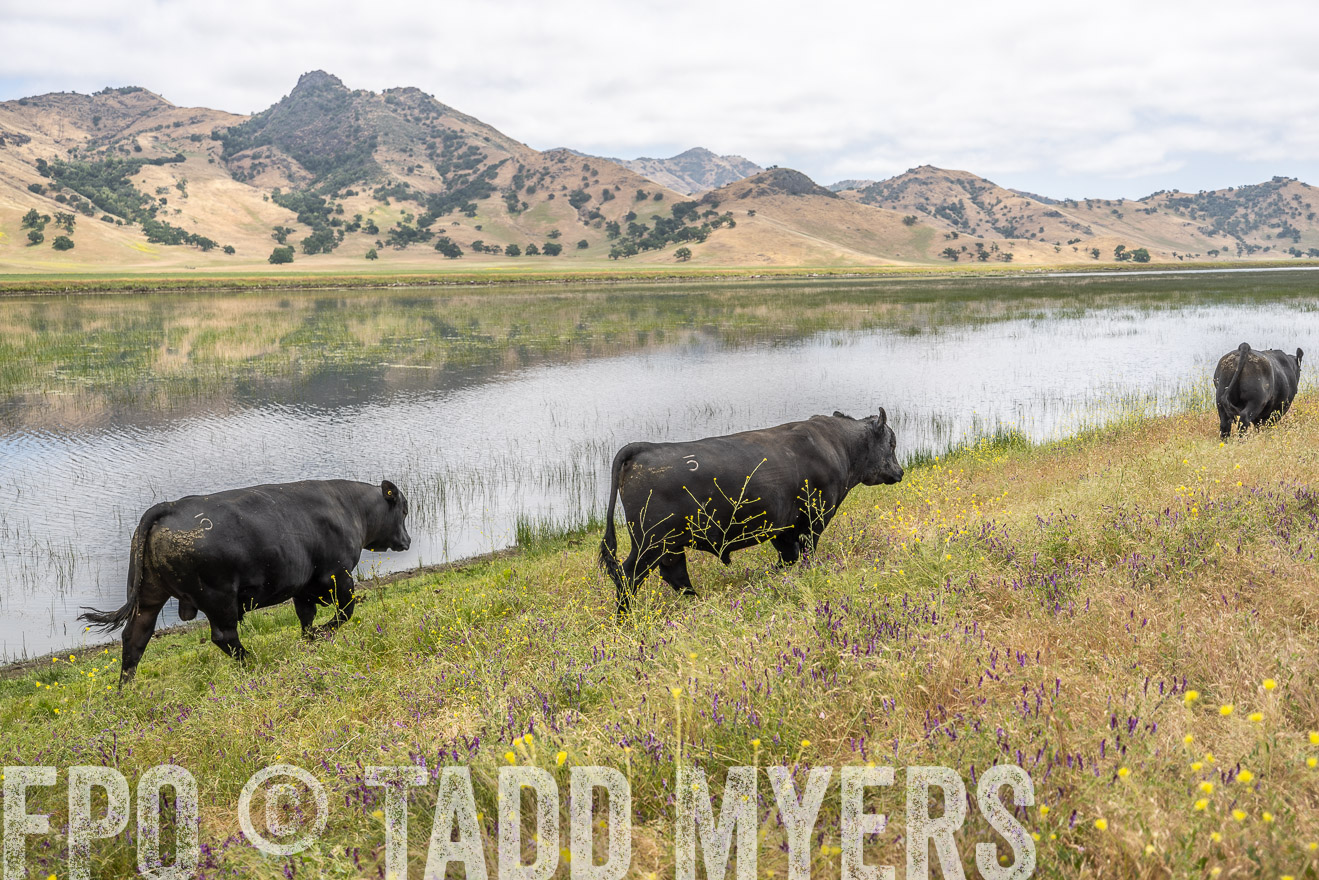 TMyers_SanBenitoRanch_CA_May2023-521349
