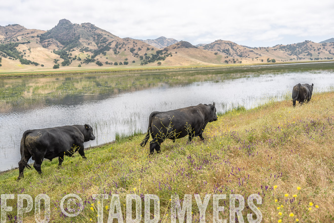 TMyers_SanBenitoRanch_CA_May2023-521350