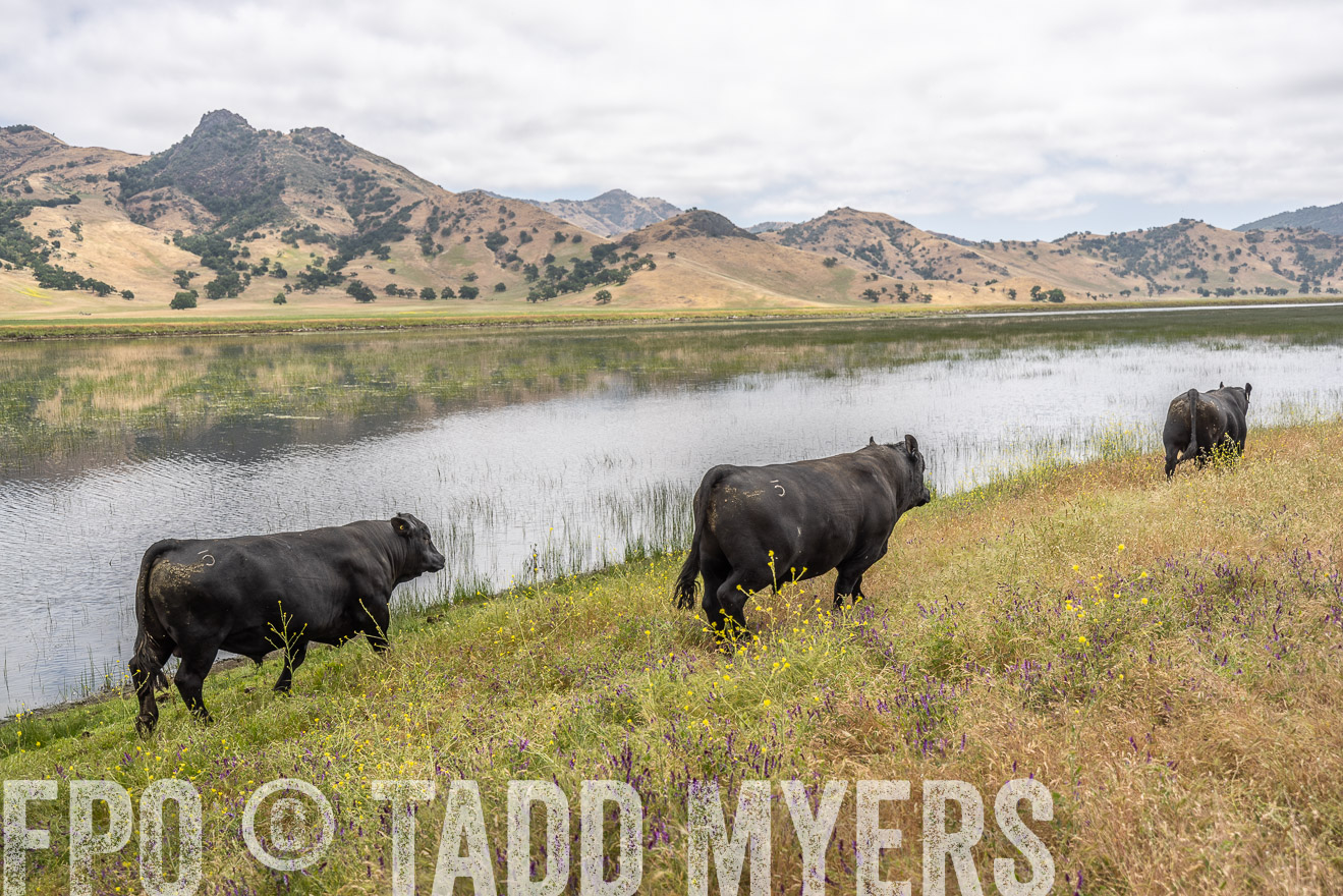 TMyers_SanBenitoRanch_CA_May2023-521352