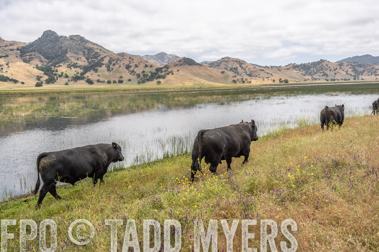TMyers_SanBenitoRanch_CA_May2023-521353