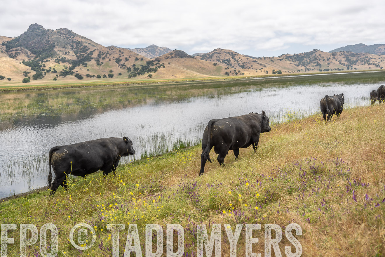 TMyers_SanBenitoRanch_CA_May2023-521355