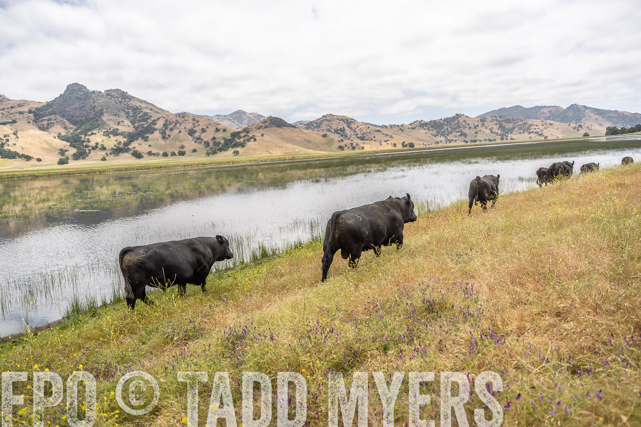 TMyers_SanBenitoRanch_CA_May2023-521357
