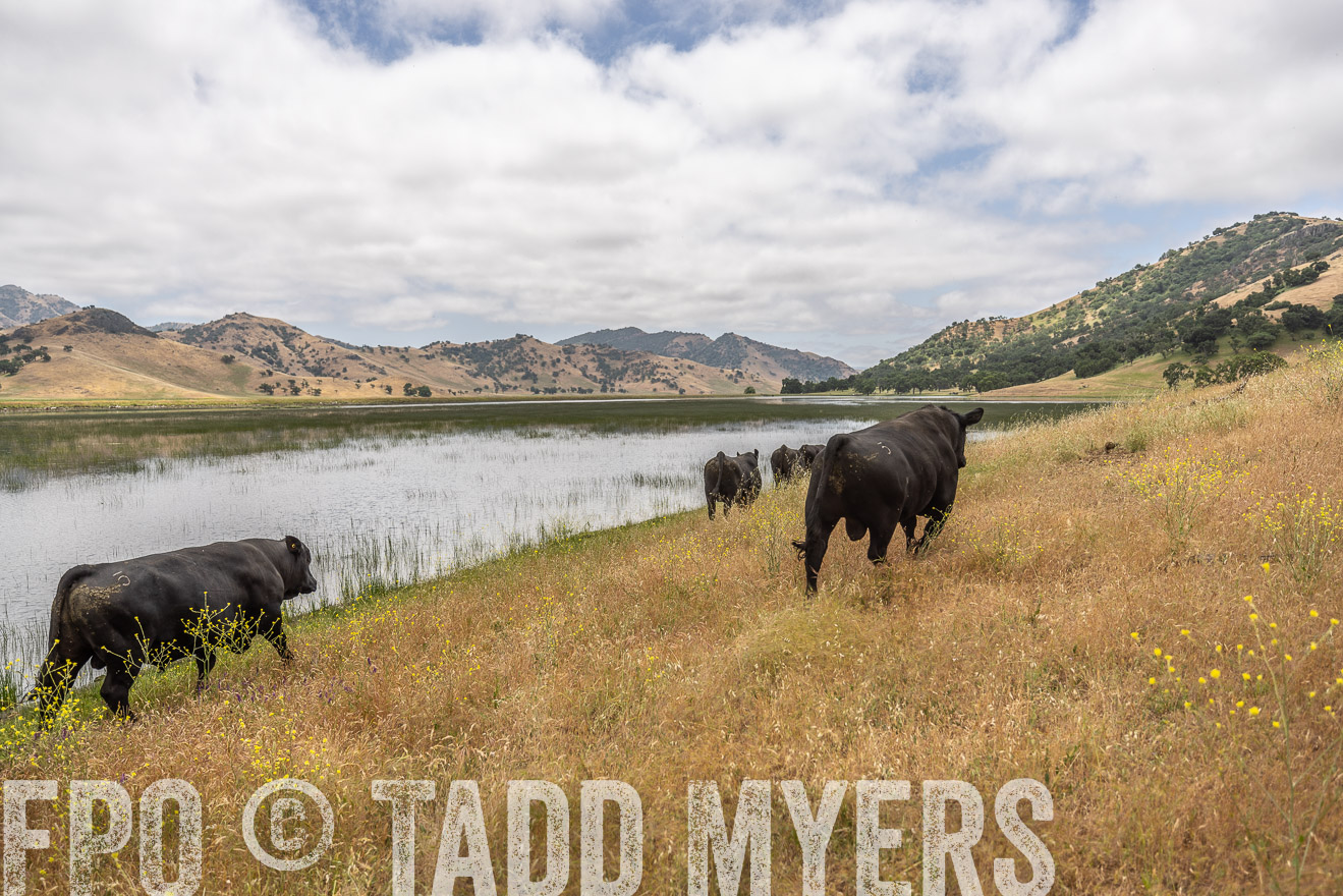 TMyers_SanBenitoRanch_CA_May2023-521361