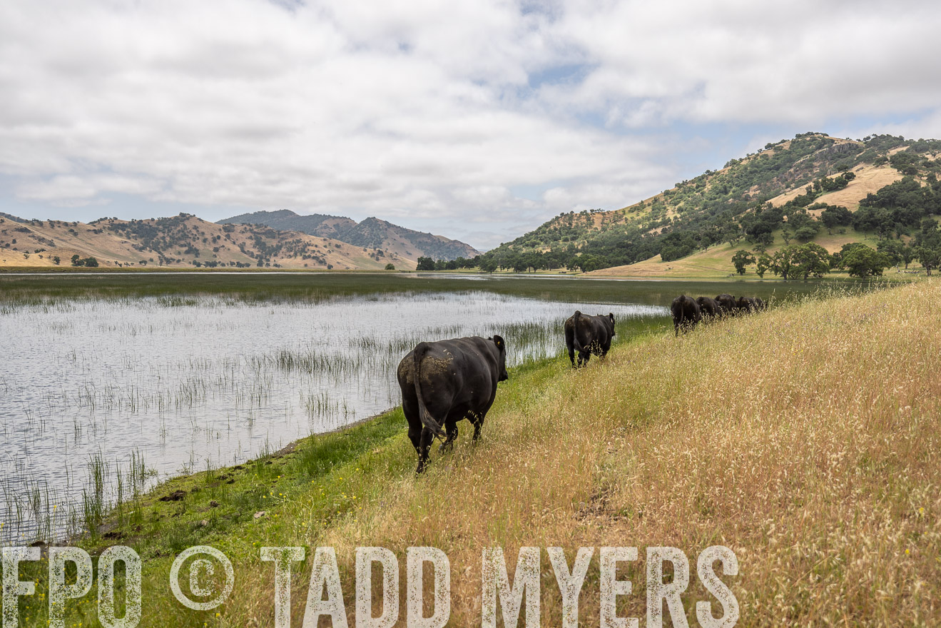 TMyers_SanBenitoRanch_CA_May2023-521364