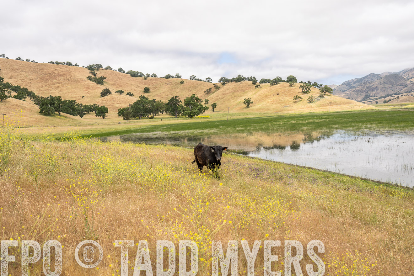 TMyers_SanBenitoRanch_CA_May2023-521367