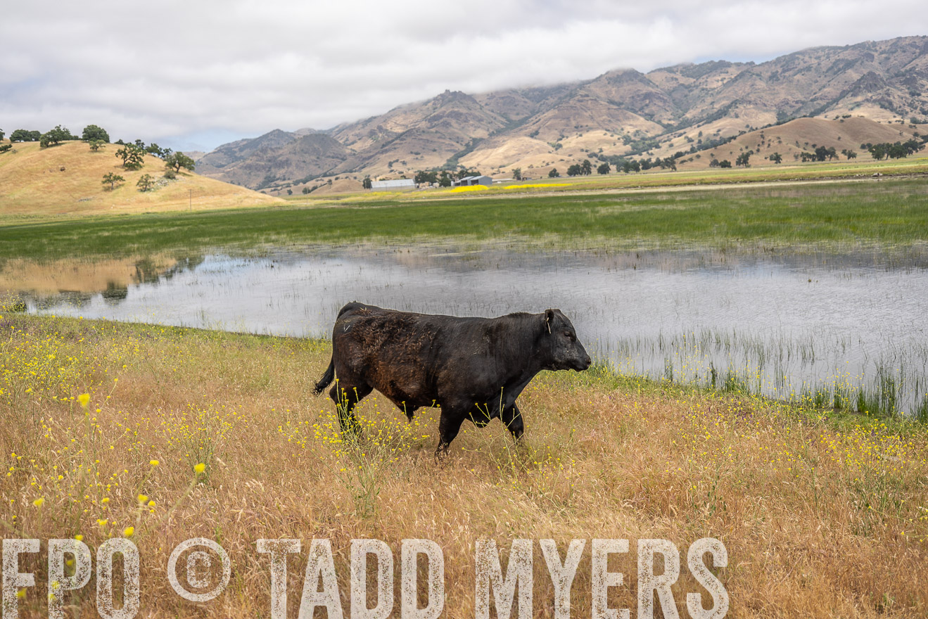TMyers_SanBenitoRanch_CA_May2023-521379