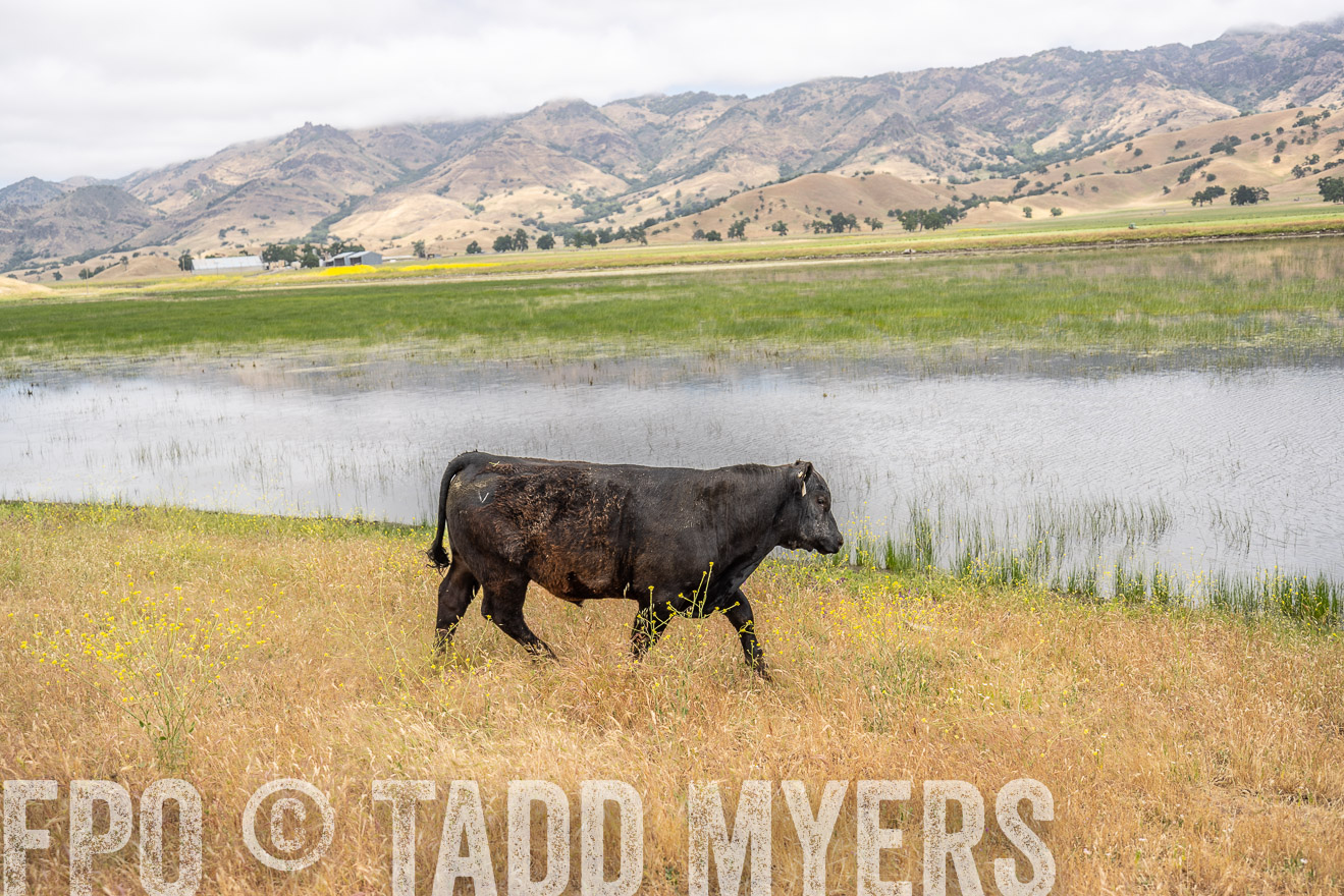 TMyers_SanBenitoRanch_CA_May2023-521381