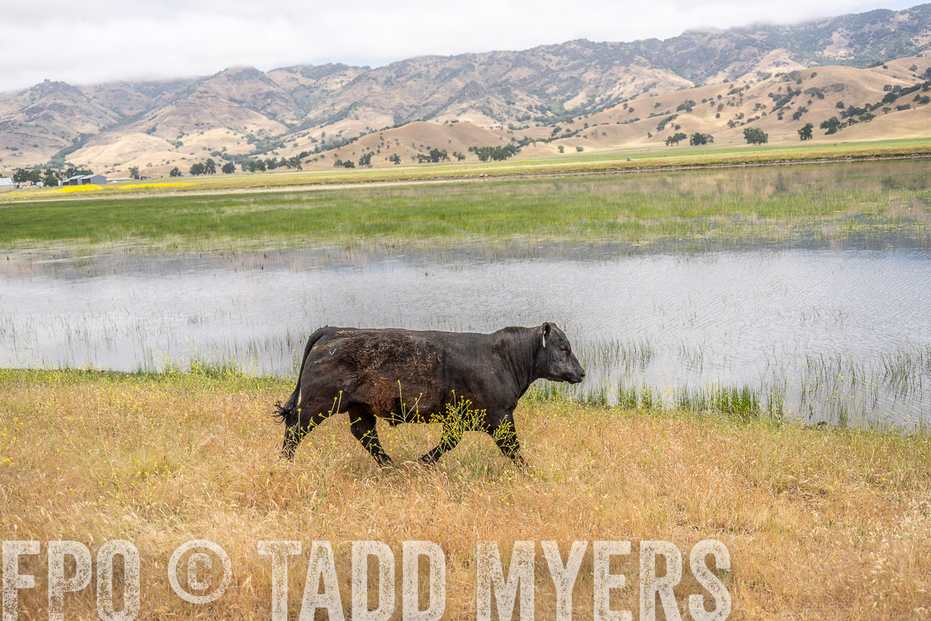 TMyers_SanBenitoRanch_CA_May2023-521382