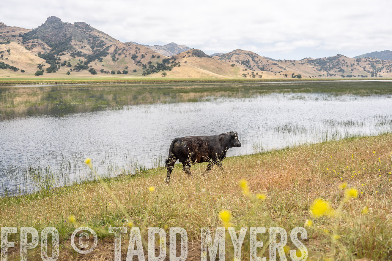 TMyers_SanBenitoRanch_CA_May2023-521394