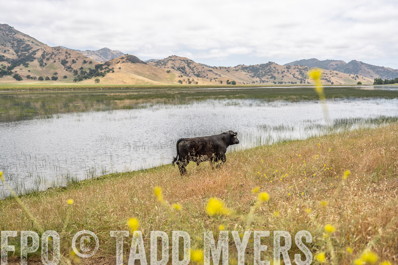 TMyers_SanBenitoRanch_CA_May2023-521396