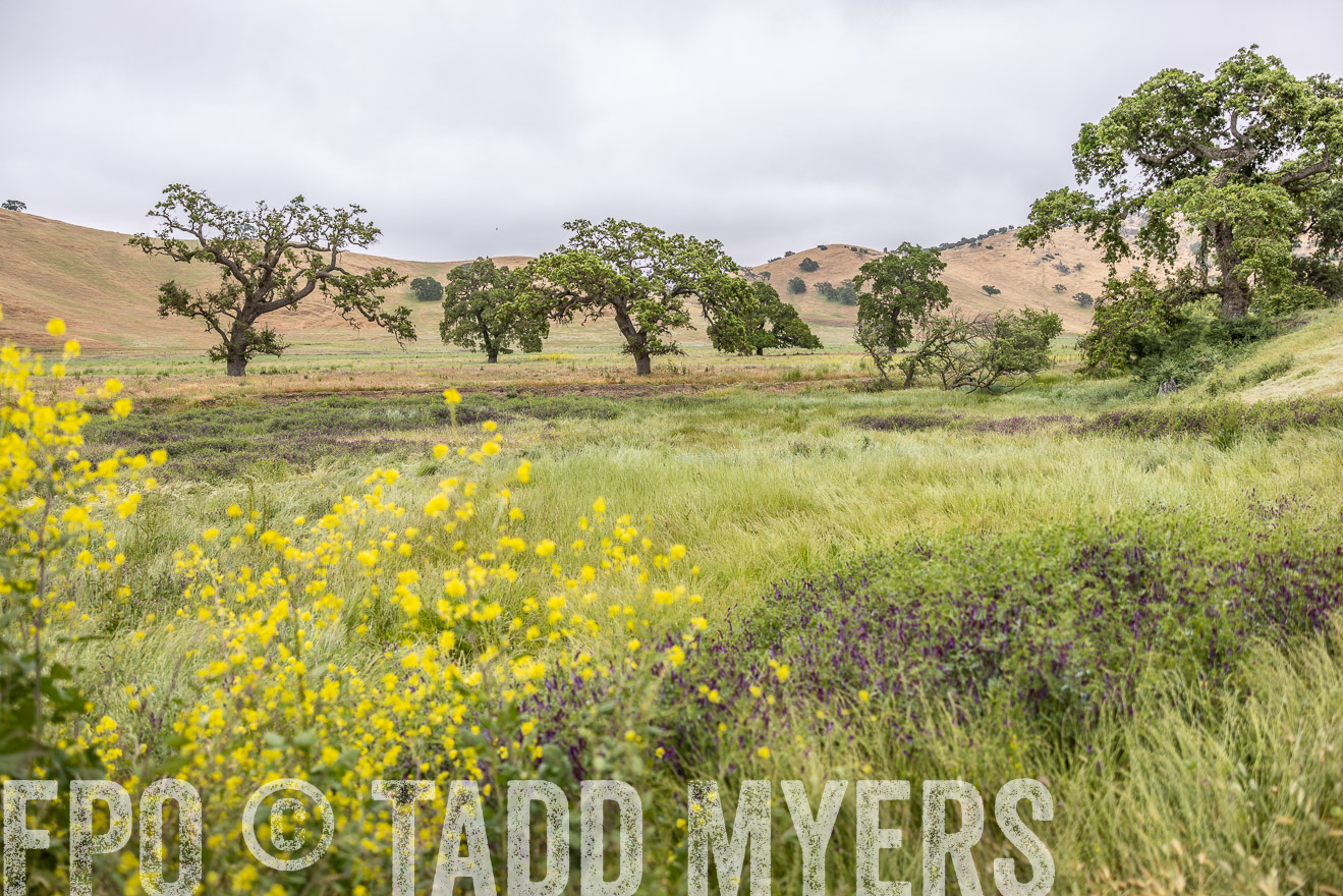 TMyers_SanBenitoRanch_CA_May2023-522221