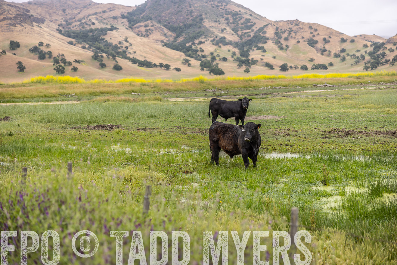 TMyers_SanBenitoRanch_CA_May2023-522408