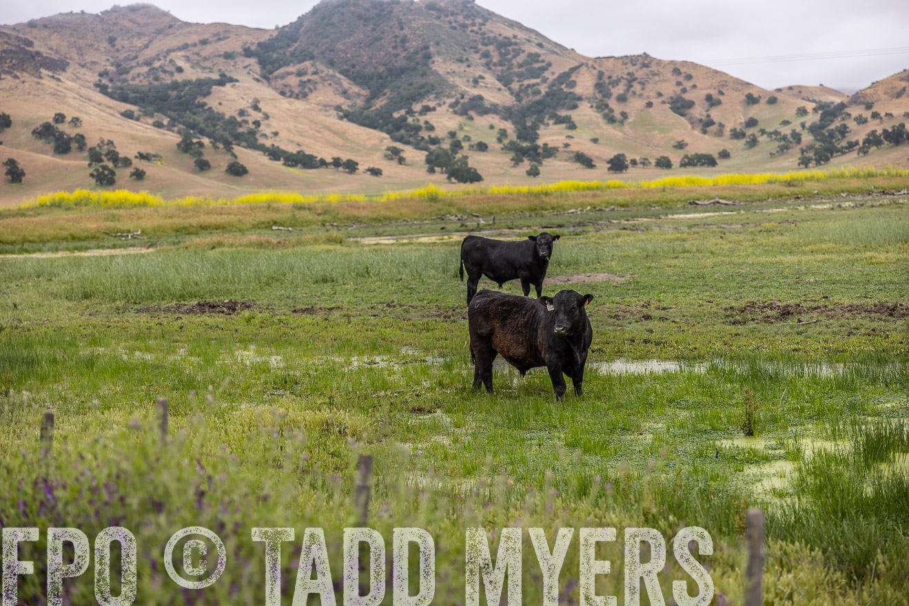 TMyers_SanBenitoRanch_CA_May2023-522413