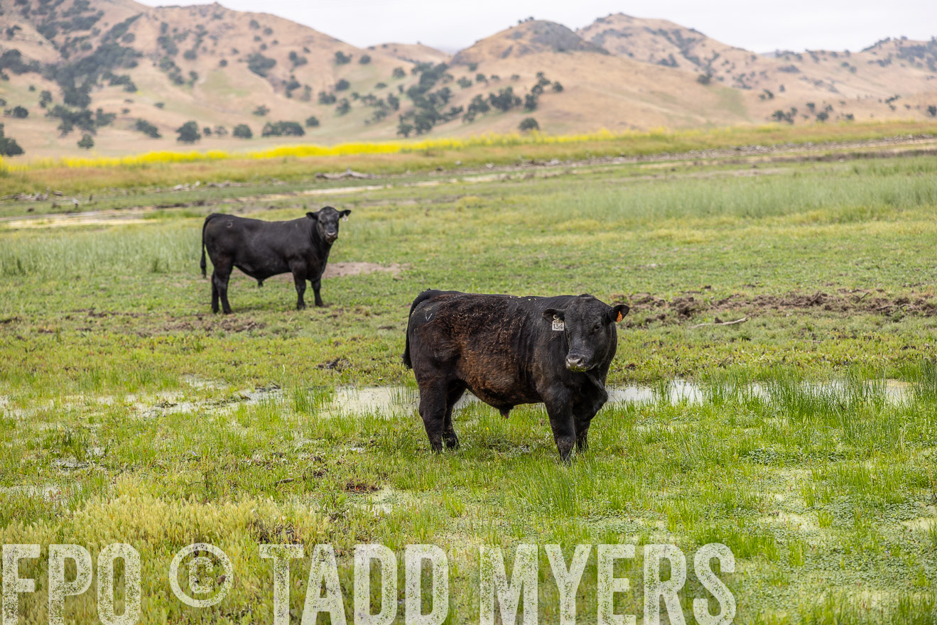 TMyers_SanBenitoRanch_CA_May2023-522419