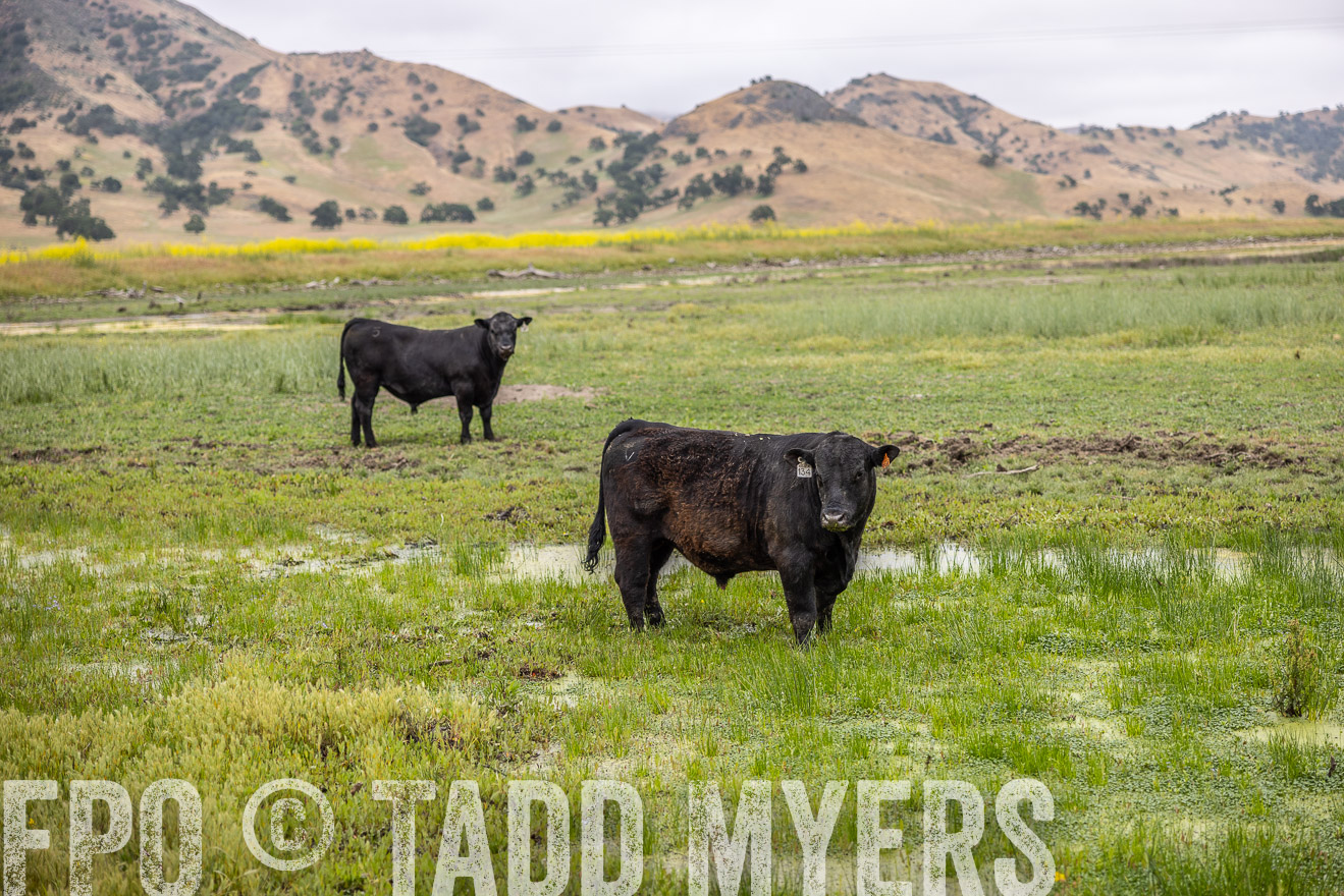 TMyers_SanBenitoRanch_CA_May2023-522426