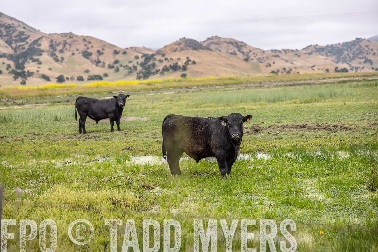 TMyers_SanBenitoRanch_CA_May2023-522439