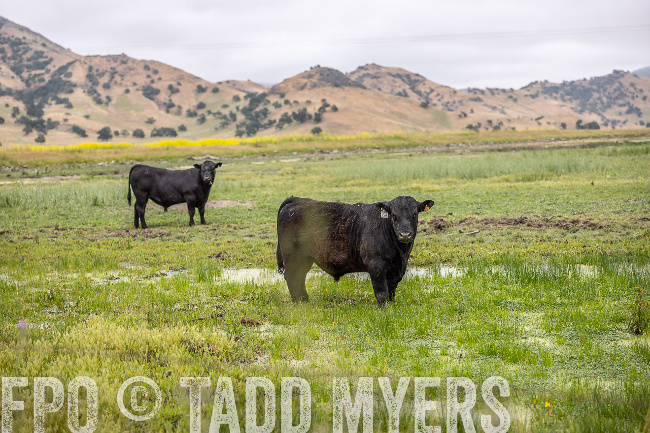 TMyers_SanBenitoRanch_CA_May2023-522443